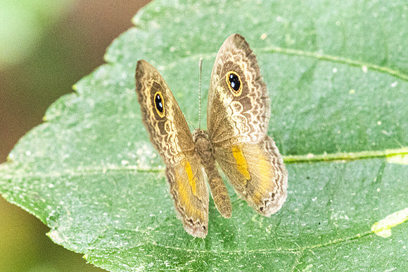 Perophthalma tullius-9941