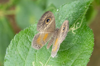 Perophthalma tullius-9962