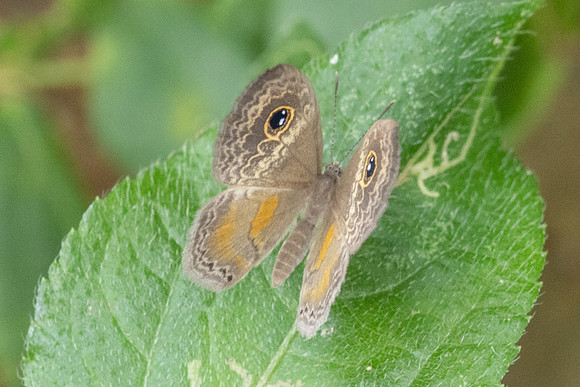 Perophthalma tullius-9962