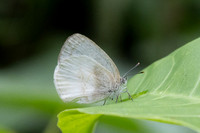 Arawacus dumenilii-5522