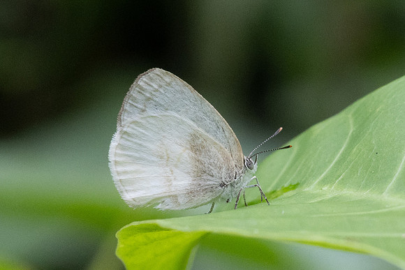 Arawacus dumenilii-5522