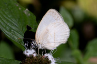 Arawacus dumenilii-5868