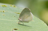 Arawacus dumenilii -8055- Bucaramanga - 30/07/25