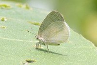 Arawacus dumenilii -8057 - Bucaramanga - 30/07/25