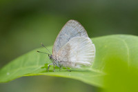 Arawacus dumenilii-5527