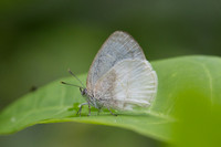 Arawacus dumenilii-5529