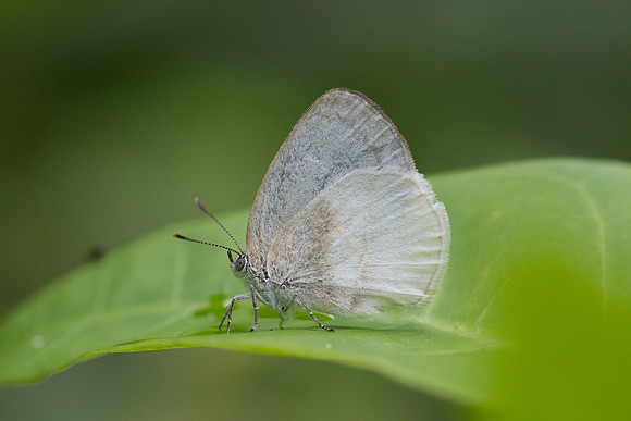 Arawacus dumenilii-5529