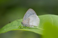 Arawacus dumenilii-5530