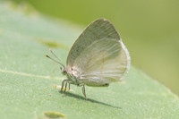 Arawacus dumenilii -8064- Bucaramanga - 30/07/25