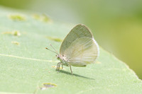 Arawacus dumenilii -8060- Bucaramanga - 30/07/25