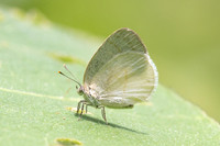 Arawacus dumenilii -8067- Bucaramanga - 30/07/25