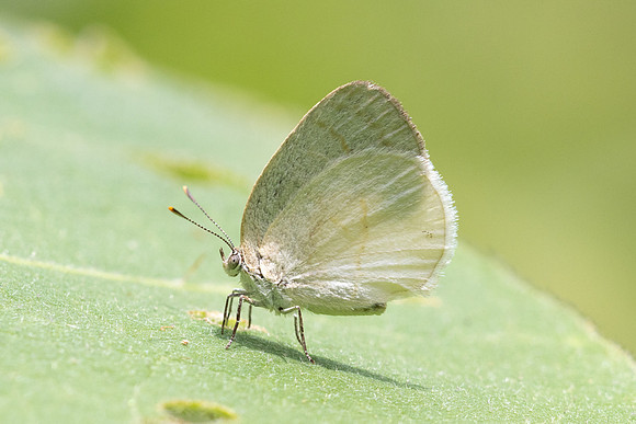 Arawacus dumenilii -8067- Bucaramanga - 30/07/25