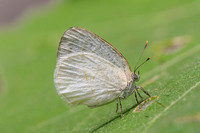 Arawacus dumenilii -8070- Bucaramanga - 30/07/25