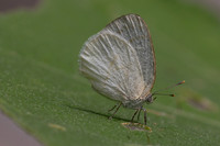 Arawacus dumenilii -8071- Bucaramanga - 30/07/25