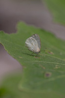 Arawacus dumenilii -8072- Bucaramanga - 30/07/25
