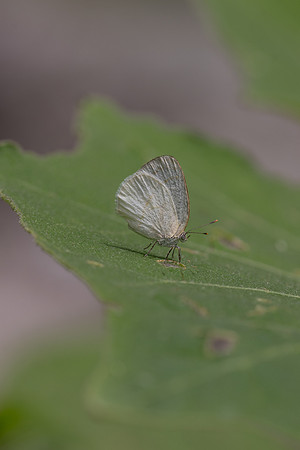 Arawacus dumenilii -8072- Bucaramanga - 30/07/25