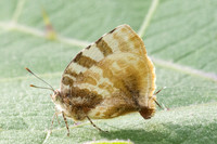 Arawacus dolylas
