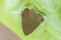 Calycopis isobeon-3254