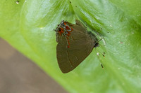 Calycopis isobeon-3255