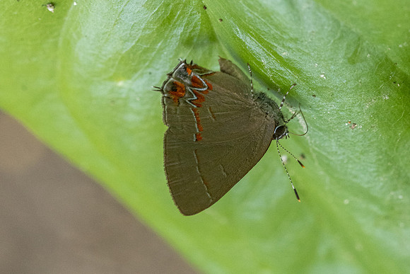 Calycopis isobeon-3255