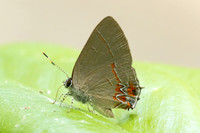 Calycopis isobeon-3259
