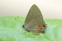 Calycopis isobeon-3267