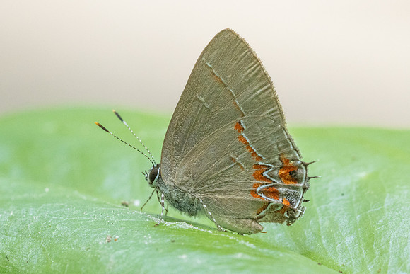 Calycopis isobeon-3267