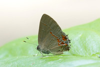 Calycopis isobeon-3268