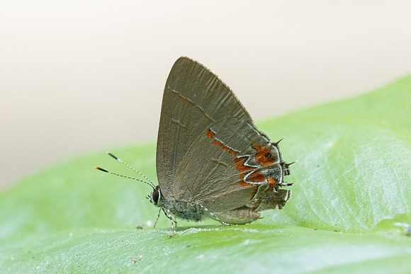 Calycopis isobeon-3268