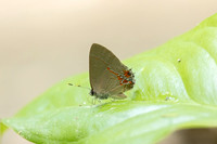 Calycopis isobeon-3261