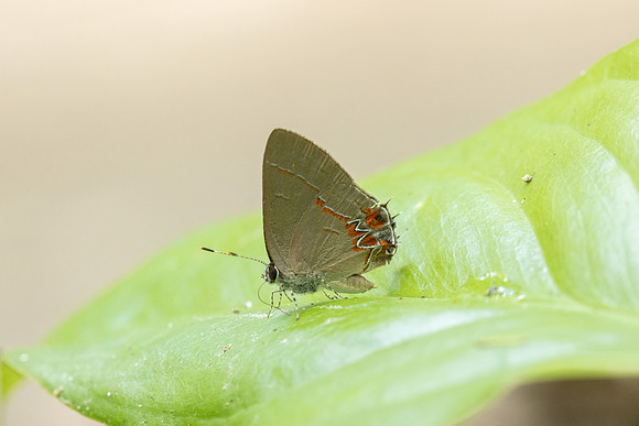 Calycopis isobeon-3261