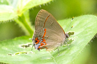 Calycopis origo-2
