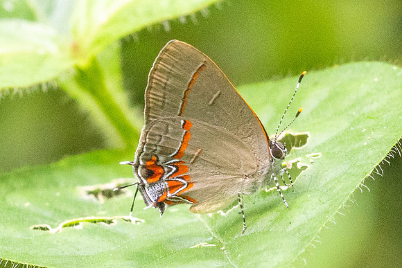 Calycopis origo-2