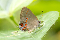 Calycopis origo-7