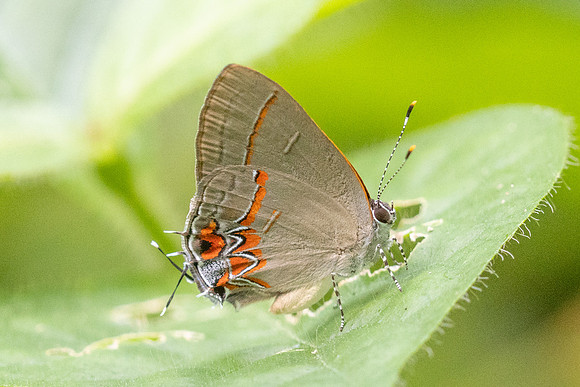 Calycopis origo-7