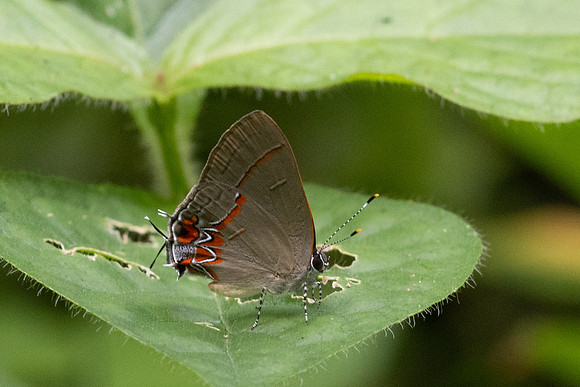 Calycopis origo-3