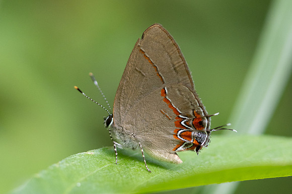 Calycopis origo-5051