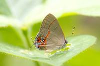 Calycopis origo-16