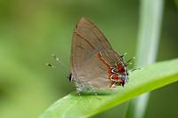 Calycopis origo-5052