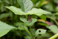 Calycopis origo-4