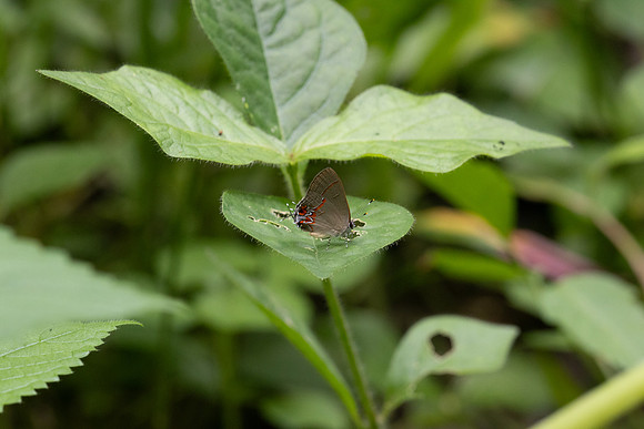 Calycopis origo-4