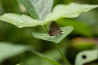 Calycopis origo-10