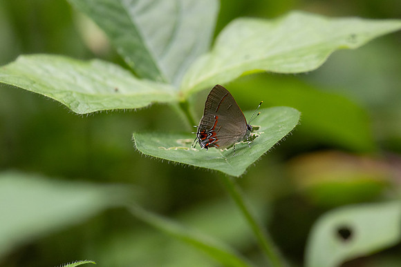 Calycopis origo-10