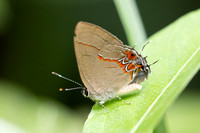 Calycopis origo-5065