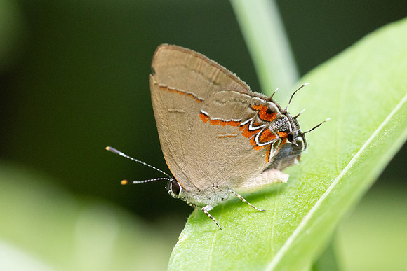 Calycopis origo-5065