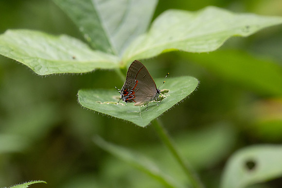 Calycopis origo-13