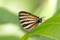 Arawacus lincoides-1975