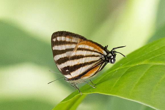 Arawacus lincoides-1975