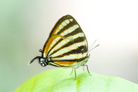 Arawacus lincoides-1991