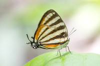 Arawacus lincoides-2019